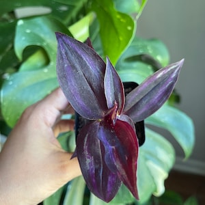 Purple Wandering Jew in 2 in Pot | Easy Care indoor plant  | Purple Queen Plant Houseplant