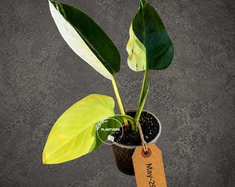 Variegated Philodendron Green Congo Original - Collector's Aroid - Stunning White & Mint Variegation - Indoor Rare Tropical Plant