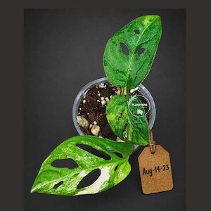 May include: A variegated Monstera adansonii plant with green and white leaves featuring natural fenestrations, planted in a clear plastic pot with soil. A brown cardboard tag attached with twine displays the handwritten text Aug-14-23.