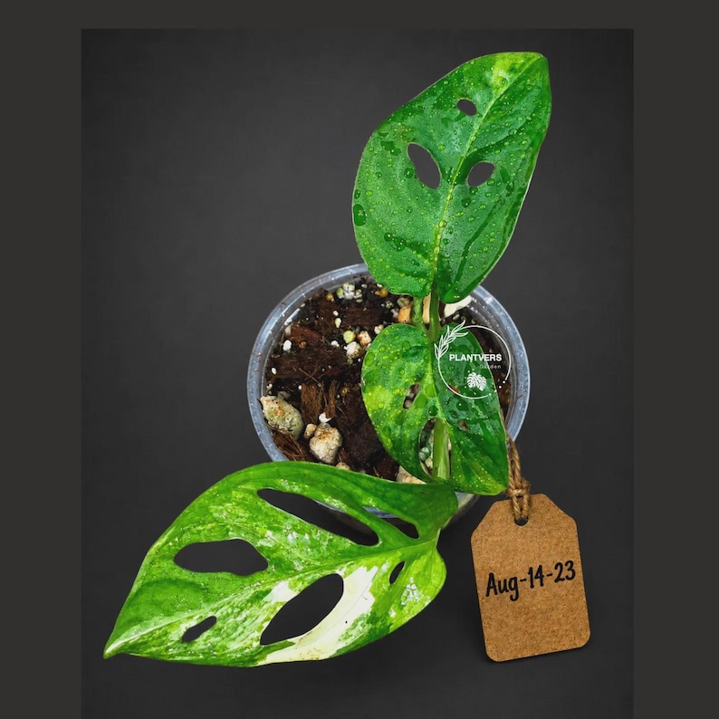May include: A variegated Monstera adansonii plant with green and white leaves featuring natural fenestrations, planted in a clear plastic pot with soil. A brown cardboard tag attached with twine displays the handwritten text Aug-14-23.