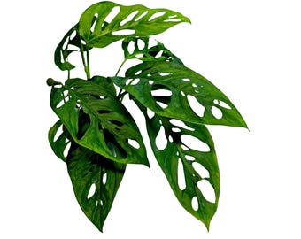 May include: A close-up of a vibrant green Monstera Adansonii plant, also known as the Swiss cheese plant, against a white background. The leaves are large, with distinctive oval-shaped holes throughout.
