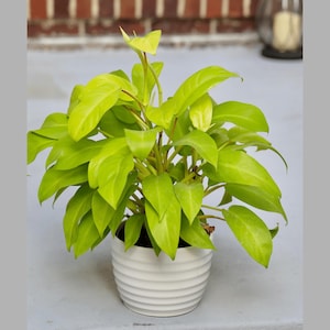 May include: A potted golden pothos plant with bright green leaves in a white planter with a ribbed design.