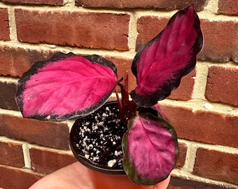 May include: A Calathea plant in a small brown pot. The plant features vibrant pink leaves with dark green edges. The plant is set against a red brick background.