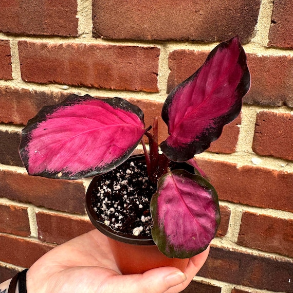 Calathea Picturata Crimson in a 2" Pot - Rare Prayer Plant - Exotic Foliage  Houseplant - Low Light Indoor Starter Plant - Plant Lover Gift - Etsy