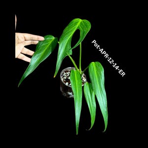 Monstera Burle Marx Flame Plant in a Nursery Pot - Monstera Dilacerata - Super Rare Aroid Plant - Same Plant as Image - US Seller