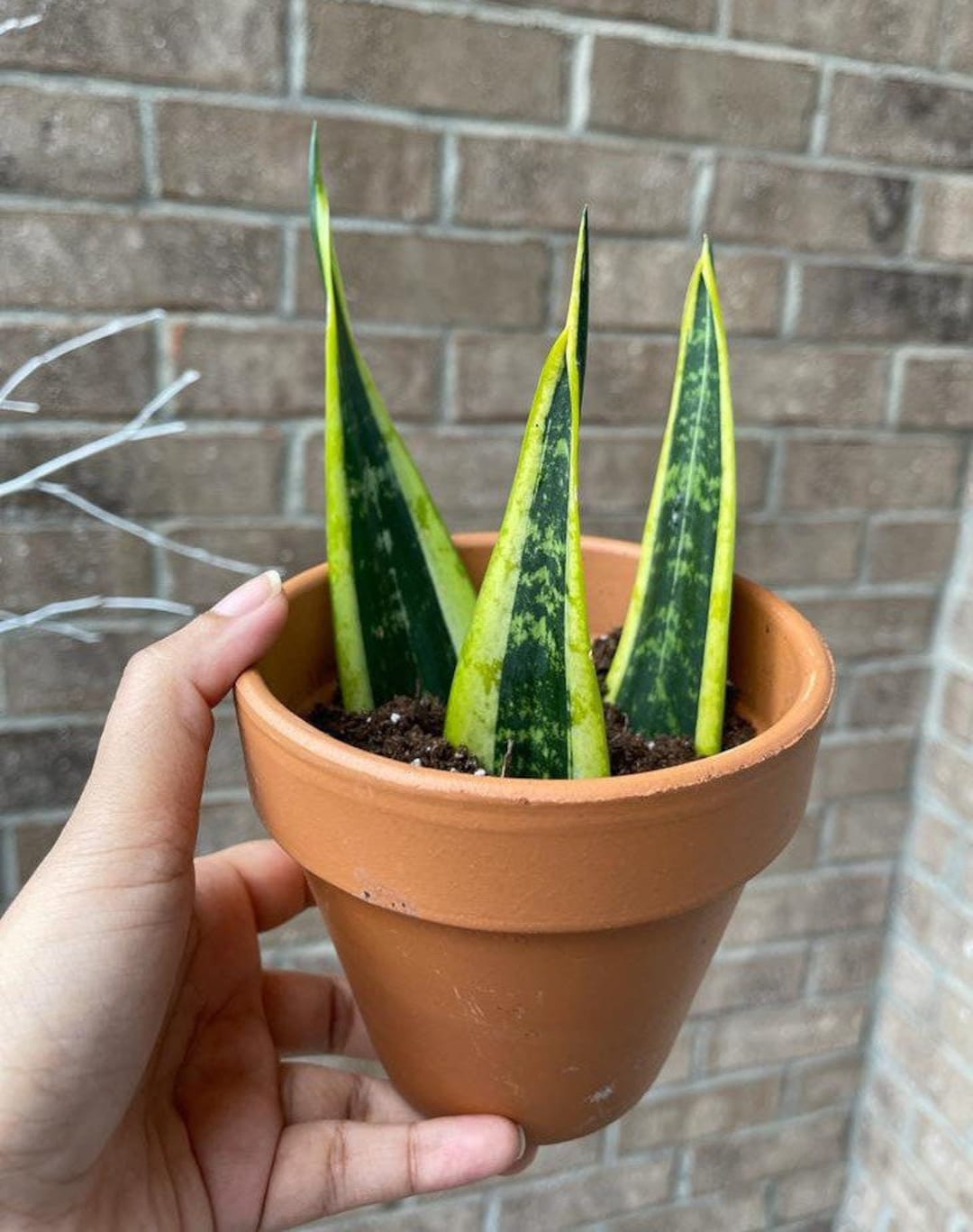 big snake plant is dtuvk in pot Snake Plant 'Stuckii' | Indoor Plant | Tropical Plant | Potted Plant main image 0