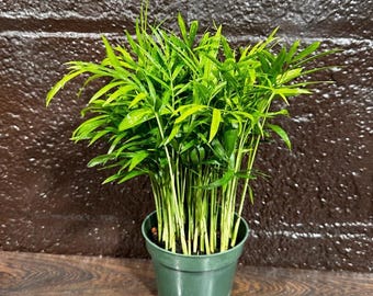 Parlor Palm Indoor Plant 4 Inch - Chamaedorea Elegans - Easy Care Low Light Houseplant - Air Purifier Plant in a Pot