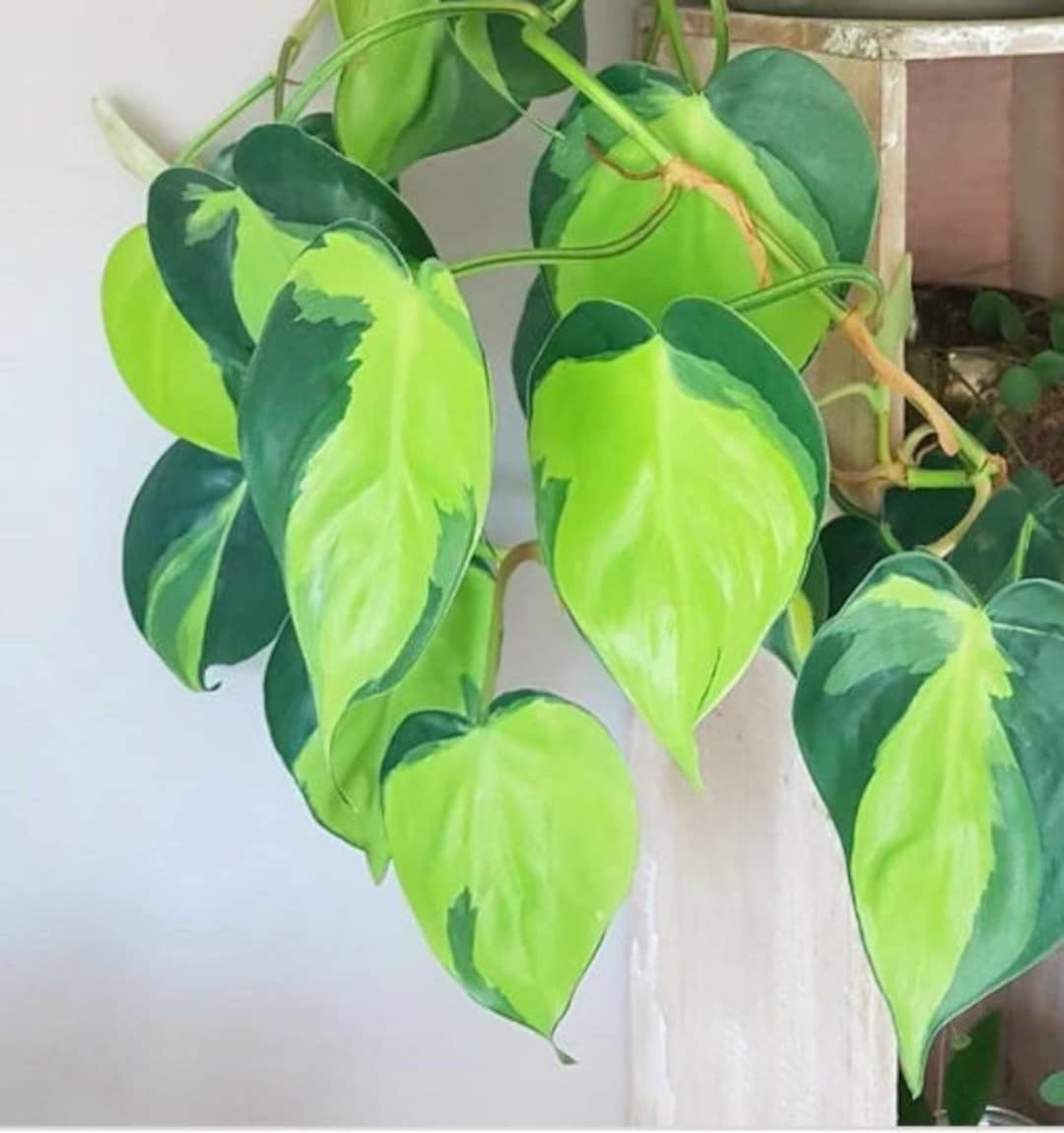 Rare Brasil philodendron Cuttings & Nursery Pots - Easy Care Houseplant Brasil Extremely R
