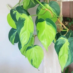 Rare Brasil philodendron Cuttings & Nursery Pots - Easy Care Houseplant Brasil Extremely Rare Low Light indoor vining plant office plant