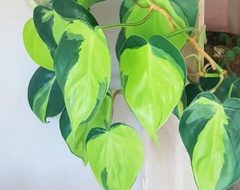 Rare Brasil philodendron Cuttings & Nursery Pots - Easy Care Houseplant Brasil Extremely Rare Low Light indoor vining plant office plant