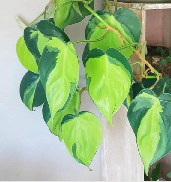 Rare Brasil philodendron Cuttings & Nursery Pots - Easy Care Houseplant Brasil Extremely Rare Low Light indoor vining plant office plant