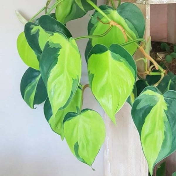 Rare Brasil philodendron Cuttings & Nursery Pots - Easy Care Houseplant Brasil Extremely Rare Low Light indoor vining plant office plant