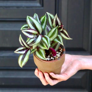 May include: A potted Wandering Jew plant with green and purple striped leaves. The plant is in a small, brown terracotta pot. The plant is held in a person's hand against a dark gray background.