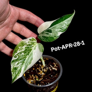 Monstera Albo - Rare Variegated Monstera Borsigiana Albo - Rare Collector Plant - White Monstera Albo Pots - Exact Same Plant - US Seller
