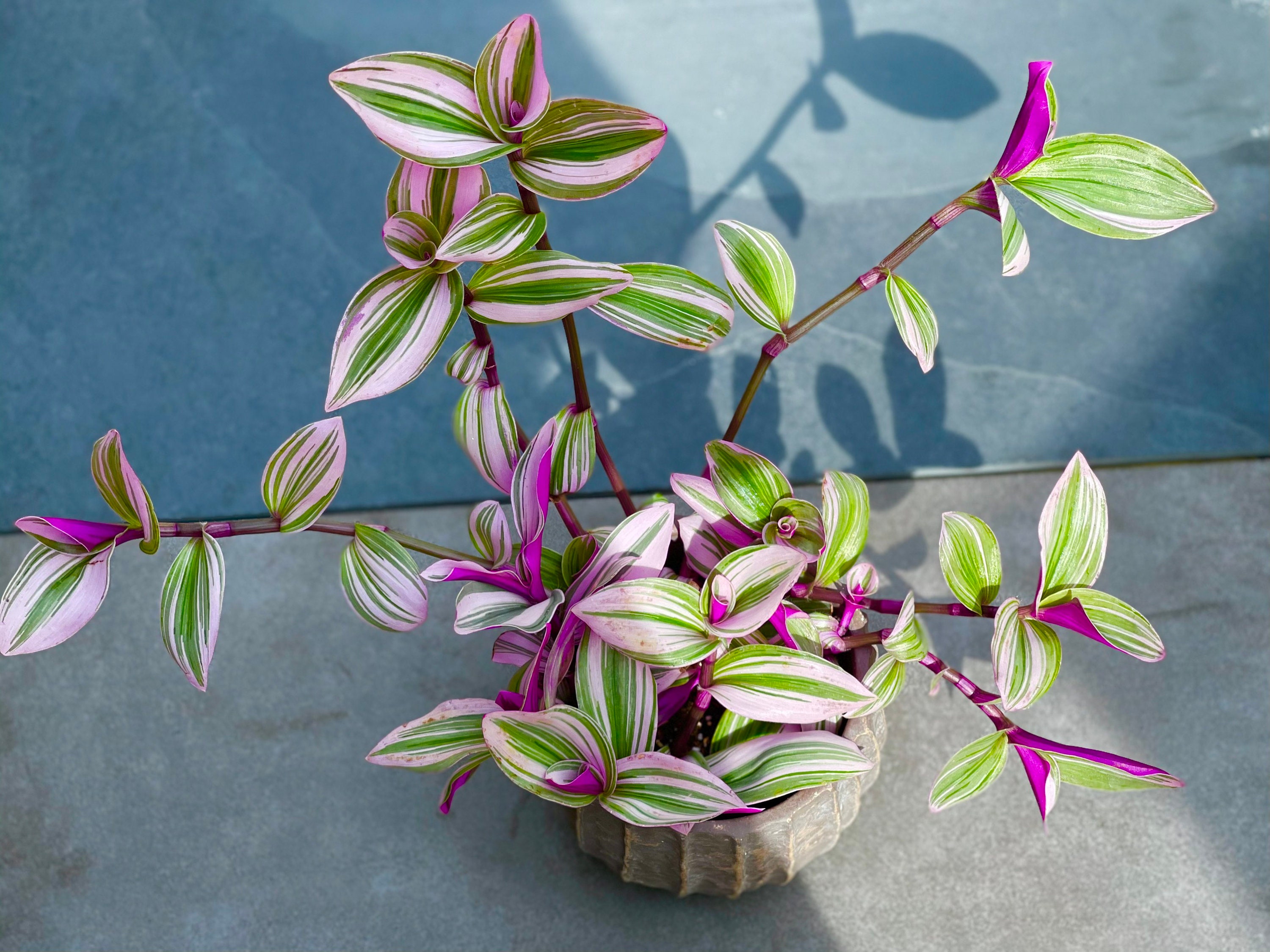 Rare Tradescantia Nanouk Lilac Plant Rare Tradescantia Pot Etsy