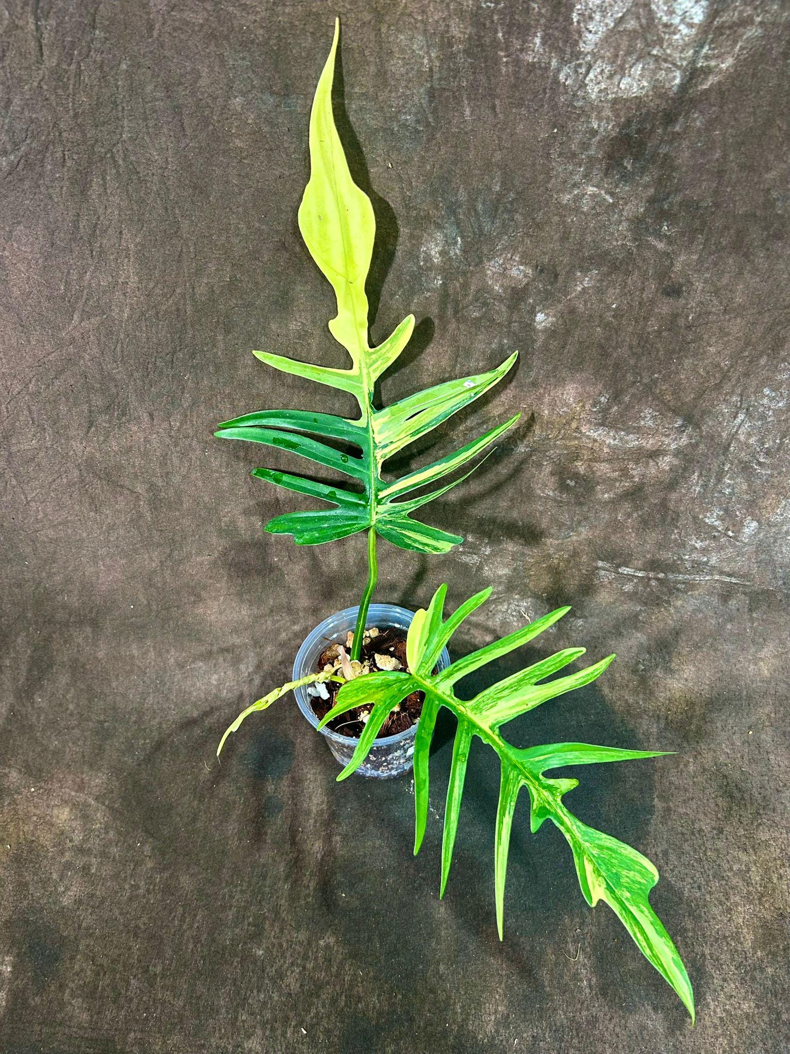 フィロデンドロン フロリダビューティー x トルタム 非常に珍しい植物