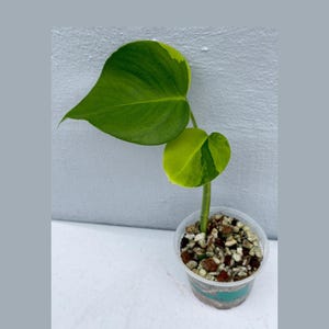 Monstera Aurea Variegated Borsigiana in a Nursery Pot - Monstera Aurea Potted Plant - Monstera Marmota - SAME PLANT as images - US Seller