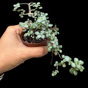 Pilea glauca - Blue Baby Tears In 2" Nursery Pot - Indoor succulent plant - Easy care houseplant - Vining plant - Gift plant