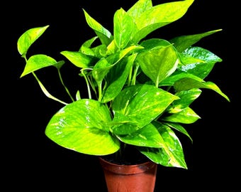 Golden Pothos in a 4" Pot - Easy Care Low light Indoor Plant - Devils Ivy Plant - Air purifier houseplant - Vining shelf bedroom gift plant