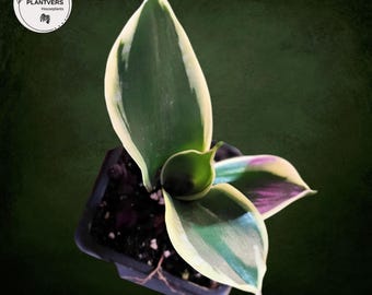 Sansevieria Laurentii Plant in a 2" Nursery Pot - Easy Care - Starter Plant - Low Light Houseplant - Live Tropical Indoor & Outdoor Plant