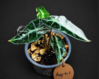 Alocasia Bambino Albo Variegated Live Plant - Rare Elephant Ear Houseplant - Collector Aroid - Exact Same Plant - US Seller