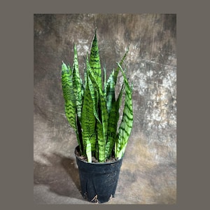 May include: A potted snake plant, featuring tall, upright leaves with a vibrant green and yellow striped pattern. The plant is in a black plastic pot, set against a textured brown background. This indoor plant adds a touch of nature to any space.