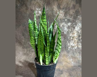 Sansevieria Zeylanica Snake Plant in 6" Pot | Best Indoor Air Purifier Plant | Hardy LOW LIGHT Office Indoor Plants - Gift for Mom