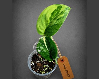 Scindapsus Jade Satin Variegated - Yellow Variegation - EXACT Plant - US Seller