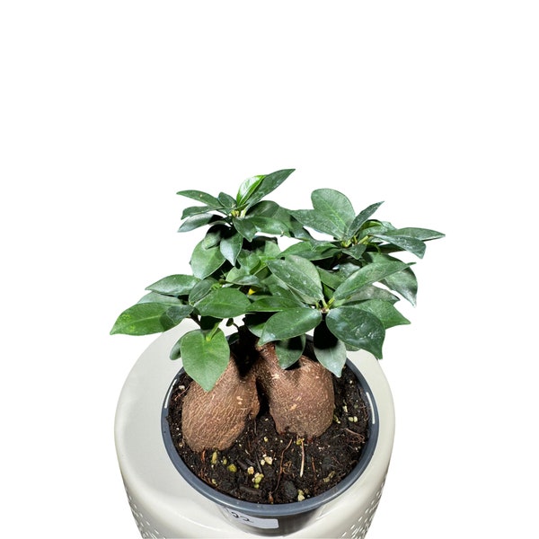 Ficus 'Ginseng' in 6" Nursery Pot Bonsai plant,  gift-Plant, office plant, low light plant