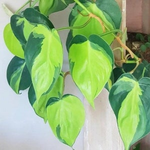 May include: Close-up of a vibrant houseplant with heart-shaped leaves. The leaves display a striking pattern of bright green and dark green variegation. The plant's stems are visible, and the overall aesthetic is fresh and lively.
