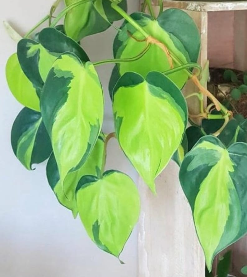 May include: Close-up of a vibrant houseplant with heart-shaped leaves. The leaves display a striking pattern of bright green and dark green variegation. The plant's stems are visible, and the overall aesthetic is fresh and lively.