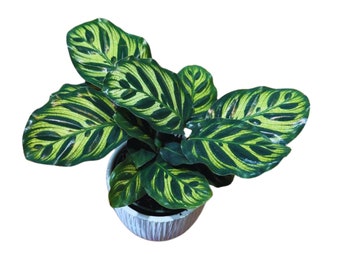dracaena green jewel Dracaena Jade Jewel- Live Plant in a 4 Inch Pot - Dracaena Fragrans 'Jade Jewel' main image 1