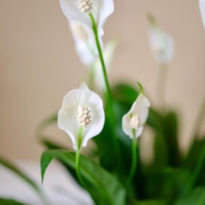 May include: Close-up of a peace lily plant with several white flowers and dark green leaves. The flowers have a prominent central spadix. The background is a soft, neutral color, highlighting the plant's details.