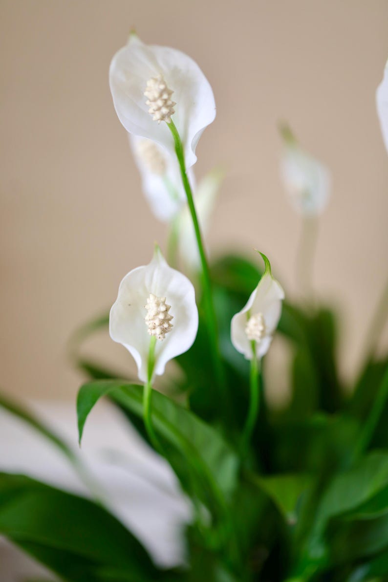 May include: Close-up of a peace lily plant with several white flowers and dark green leaves. The flowers have a prominent central spadix. The background is a soft, neutral color, highlighting the plant's details.