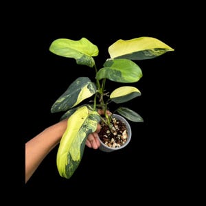 High Variegated Philodendron Bipennifolium Live Plant - Collector&#39;s Aroid - Tropical Houseplant - Exact SAME Plant - US Seller