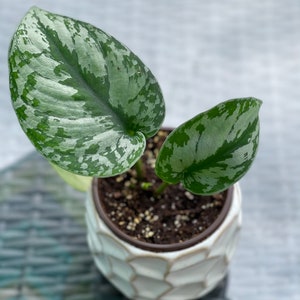 May include: A small houseplant in a white, geometric patterned pot. The plant has large, green leaves with silver variegation. The pot is filled with soil and sits on a textured surface. The plant is a Scindapsus pictus, also known as a satin pothos.