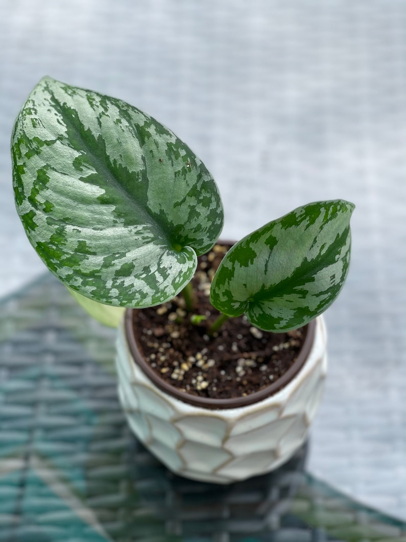 May include: A small houseplant in a white, geometric patterned pot. The plant has large, green leaves with silver variegation. The pot is filled with soil and sits on a textured surface. The plant is a Scindapsus pictus, also known as a satin pothos.