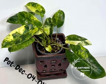 Variegated Burle Marx Philodendron - Rare Plant - EXACT Plant - US Seller