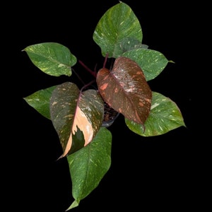 Philodendron Variegated Orange Princess  - Exact Plant - US Seller - Rare Aroid Plant - Hard to come By