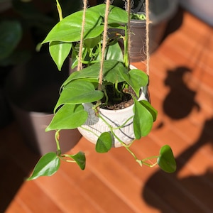 May include: A green potted plant hanging from a macrame plant hanger. The plant is in a white ceramic pot with a geometric pattern. The plant is hanging in front of a wooden floor.