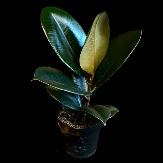 Rubber Tree in 4" Pot - Burgundy Ficus Elastica - Live Indoor Rubber Plant  for Christmas Gift - Low Light Office Plant for Gift - Etsy Canada