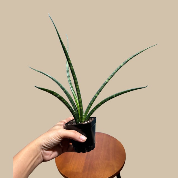 Rare Fernwood Mikado Snake Plant in 1.5” pot - Indoor Easy Care Low Maintenance Houseplant - Low Light Succulent - Live Houseplant-US seller