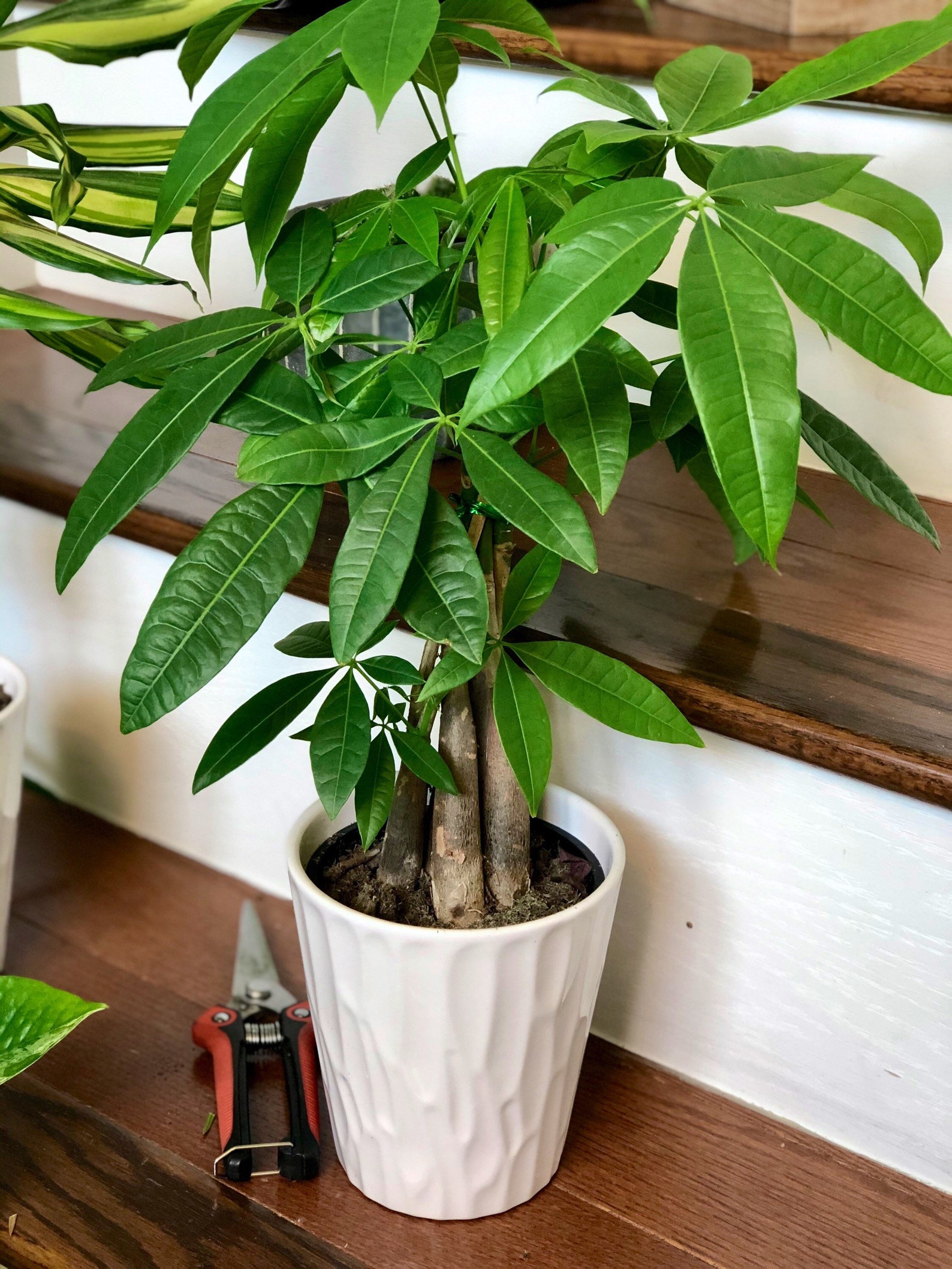 Lucky Money Tree 5 decorative pot Lucky Houseplant Easy Etsy