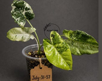 Philodendron Burle Marx White Snow Live Plant - Rare White Variegated Philodendron - Collector Aroid Exact Same Plant - US Seller