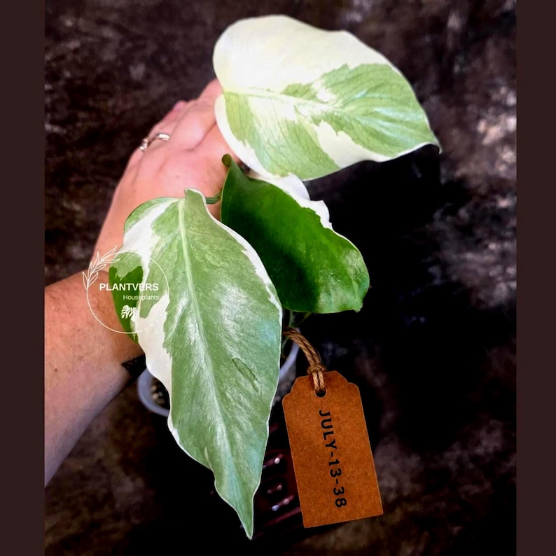 Monstera Albo - Rare Variegated Monstera Borsigiana Albo - Rare Collector Plant - White Monstera Albo - EXACT Same Plant - USA Seller Pot-July-13-38