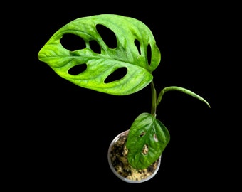 Rare Monstera Adansonii Albo Reverted in a Nursery Pot -Swiss Cheese Vine Plant -  SAME pot as pictures - US Seller