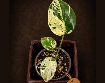Super Rare Monstera Bulbasaur Variegated Live Plant - Mint Green Variegated Monstera - Exotic Collector Plant - Us Seller
