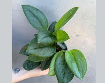 Scindapsus Treubii ‘Moonlight’ in 4" Grow Pot – Rare Silver-Green Vining Houseplant – Air Purifying Plant - Tropical Houseplant