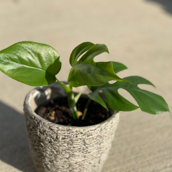 Rare Monstera Minima | Rhaphidophora Tetrasperma | Mini Monstera | Indoor Plants | Rhaphidophora Tretrassperma Philodendron