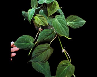 Philodendron Micans Velvet 4" Pot -Velvet Leaf-Heartleaf Philodendron-Rare Indoor Plant-Rare Hirt's - Easy Houseplant